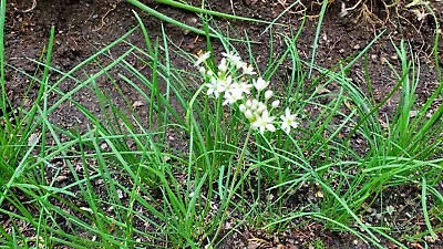 100 Live Korean Chive Plant Bare Roots 한국부추 • $4.99