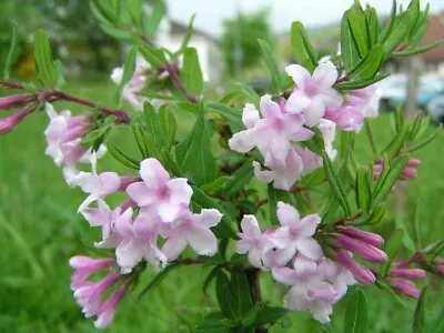 2 Litre Lonicera Syringantha Lilac Flowered Honeysuckle - Bushy & Fragrant  • £10