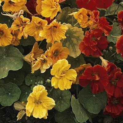 Thompson And Morgan Nasturtium 'Climbing Mixed' (Approx. 20 Seeds) • £3.49