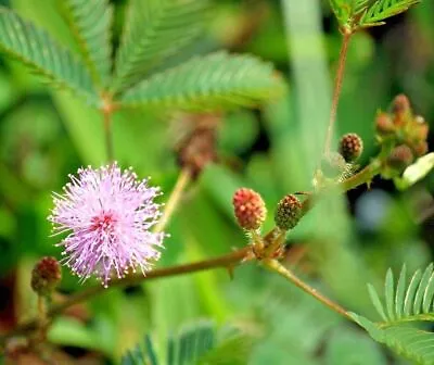 Ceylon Dried Mimosa Pudica Sensitive Nidikumba Sleeping Plant Touch Me Not Herb • £5.69