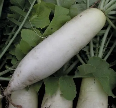 ORGANIC - 100 Radish Mooli Minowase Diakon Japanese Seeds-Fresh UK Seeds Non GMO • £2.35