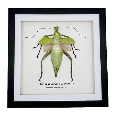 £49.99 • Buy Jungle Nymph Frame, Heteropteryx Dilatata Shadow Box Mounted Entomology Specimen