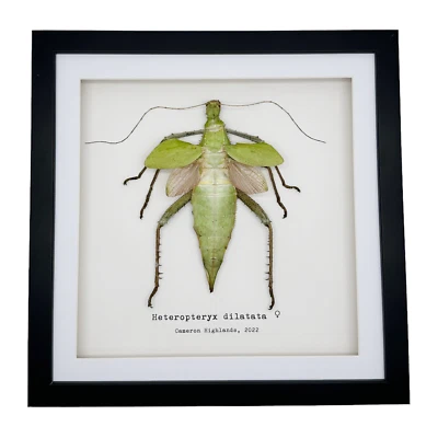 £49.99 • Buy Jungle Nymph Frame, Heteropteryx Dilatata Shadow Box Mounted Entomology Specimen