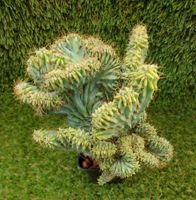 Myrtillocactus Geometrizans Cristata Crested  13cm Diameter  Succulent #02 • $150