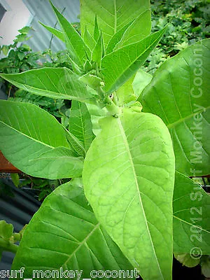 Heirloom Tobacco Seeds 100+ Seed Pack Best Germination Easy Grow: U.S.A. Grown • $4.97