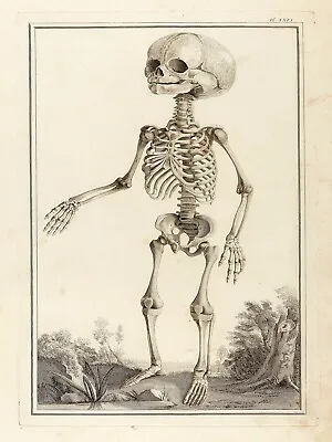 12796.Decor Poster.Home Wall.Room Design.Child Skeleton Vintage Anatomy Drawing • $60