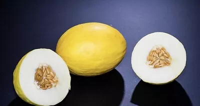 Canary Melon Seeds 20 - FREE SHIPPING • $2