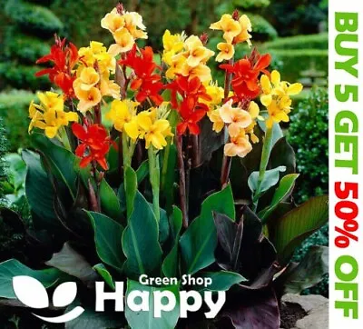 CANNA INDICA - 8 SEEDS - MIXED COLOURS - Indian Shot - Tropical - UP To 65 FT! • £1.99