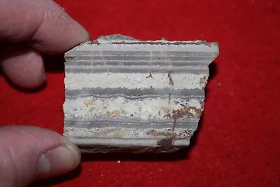 Eocene FLORISSANT Volcanic Ash Bed Varves Slice Super Stratigraphy Thin Bed #16 • $12.45