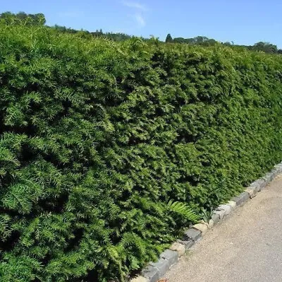 5 English Yew 30-40cm Hedging Plants4yr Old Evergreen HedgeTaxus Baccata Trees • £20.99