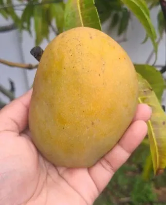 Mango Julie (Mangifera) Tropical Live  Fruit Tree Seedling (10 -24 ) • $33.89