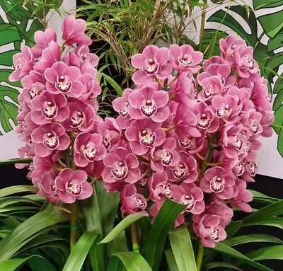 Cymbidium Orchid - Khanebono ‘Jacinta' - 175 Mm Pot Size • $60