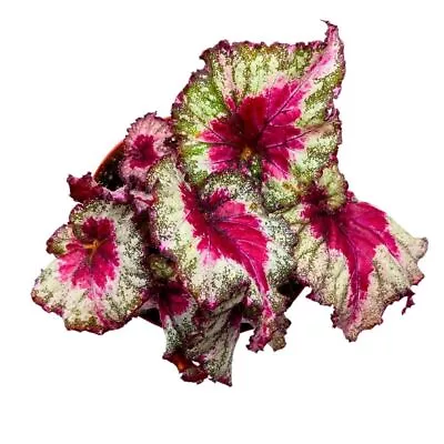 Harmony's Helios 6 Inch Begonia Rex Pink Green Ruffle Spiral • $43.74