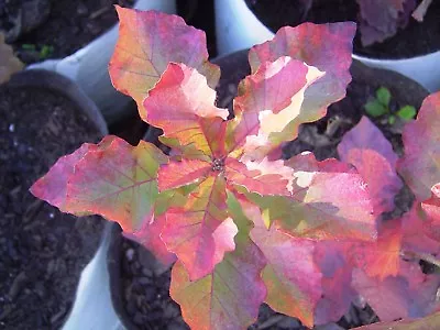 Oak Tree SEEDLING Dwarf Chinkapin Produces Acorns Quercus Prinoides 13-24  Tall • $21.95