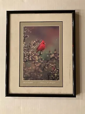 Thomas Mangelsen Jewel Of The Desert Cardinal Framed Photography • $99.99