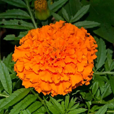 African Marigold Seeds - Hawaii 100 Seeds Open Pollinated Non-GMO • $2.95