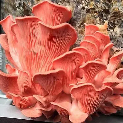 Pink Oyster Mushroom Pleurotus Flabellatus Grain Dry Mycelium/spawn 28 • $76.99