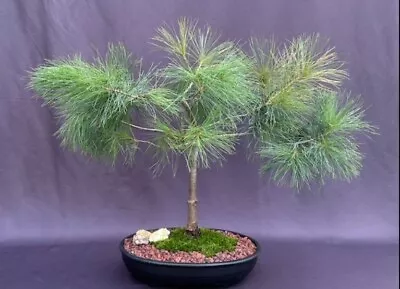 Eastern White Pine Bonsai Tree Live Pinus Strobus Outdoor Evergreen 22  Tall • $364.95
