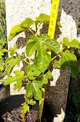 Fig Tree 20 Inches Plant Live Bare Root Packed When Ordered. Same Day Shipping • $13