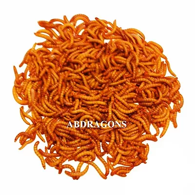 Live Mealworms Sizes: All Qty:50-2000 Free Shipping Or FedEx!! • $19.01