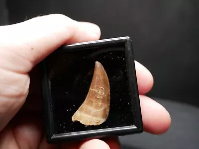 Mosasaur Tooth Cretaceous Period 144 - 65 MYO (Cretaceous Period) • $15