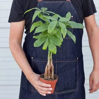 Money Tree 'Guiana Chestnut' Pachira Braid Housewarming Gift Easy Indoor Plants • $22.99