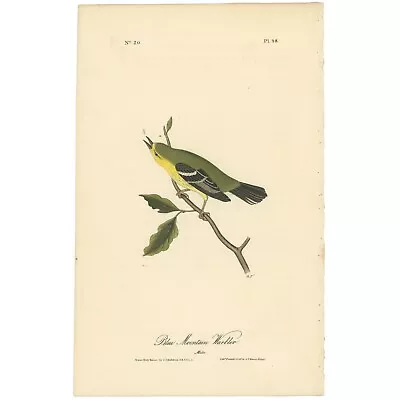 Audubon Birds Octavo 1st Ed 1840 H/c Lithograph Pl. 98 Blue Mountain Warbler • $57.85