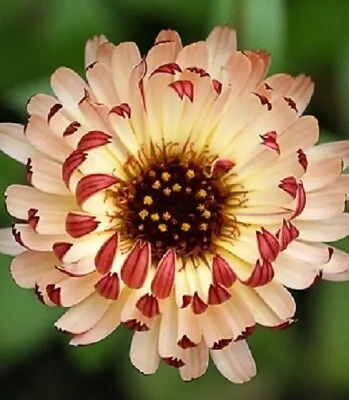 40+ Calendula Bronze Beauty / Re-Seeding Annual / Flower Seeds. • $4.50