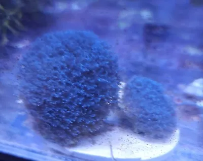 Live Coral Robbie's Corals Blue Anthelia Polyp Colony 3 -3.5  Aquacultered • $54.99