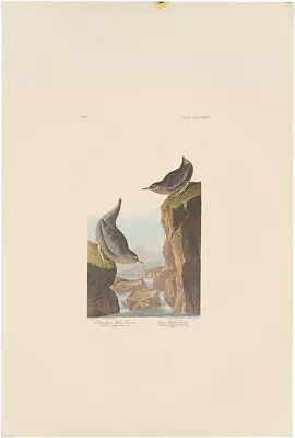 $100 • Buy Audubon Amsterdam Ed Double Elephant Folio 1971 Lithograph Pl 435 Water Ouzel
