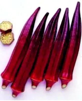 OKRA 'Burgundy' 22+ Seeds Unusual RED Vegetable Garden Ladys Finger HOT CLIMATES • $5.99