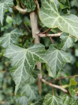 4x English Ivy Evergreen Climbing Or Groundcover Unrooted 8  Plant Cuttings • £2.75