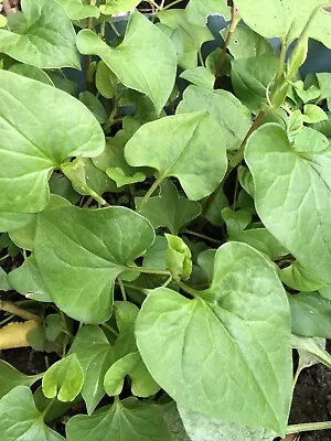 Fish Mint Antiviral 5 Live Plant Houttuynia Cordata Chameleon Ready To Plant • $15.99