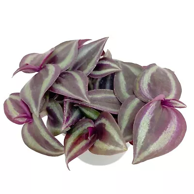 £4.95 • Buy Wandering Jew Succulent (Tradescantia Albiflora) In 6cm Pot Trailing House Plant