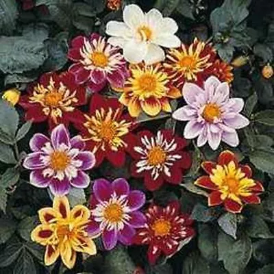 Dahlia - Dandy Mix- 25 Seeds - BOGO 50% Off SALE • $3.79