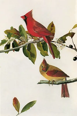 $69 • Buy Cardinal Audubon Bird Canvas Or Paper  Vintage Poster Reproduction FREE SHIPPING