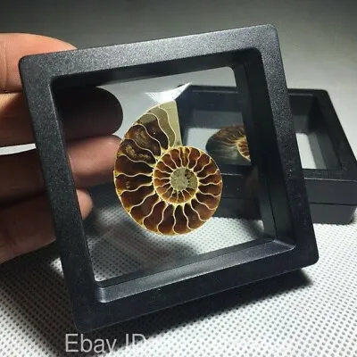 1pc Natural Ammonite Fossil Specimen Conch Quartz Crystal Shell+Gift Box Reiki • $12