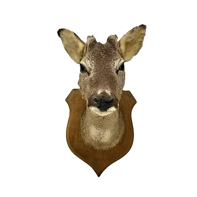 £99.99 • Buy French Vintage Taxidermy Roe Deer Head, Mounted Stuffed Roe Deer Head (B18)
