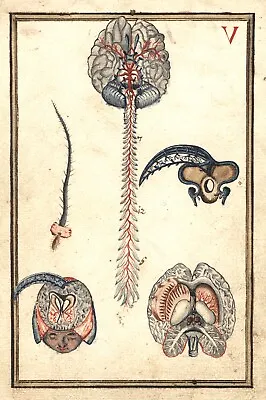 11861.Decor Poster.Room Wall.Home Vintage Art Design.Early Brain Medical Chart • $53