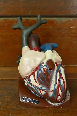 RARE Vintage “Life-Like” Histoslide Medical Educational Anatomical Heart Model • $499.95