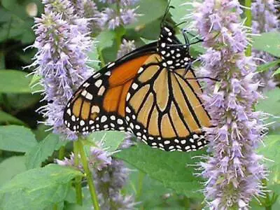 500 PURPLE ANISE HYSSOP Blue Giant Licorice Mint Agastache Foeniculum Herb Seeds • £2.41