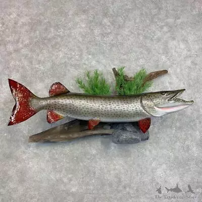 #21495 WC | 54.5  Muskie Reproduction Taxidermy Fish Mount For Sale • $2755