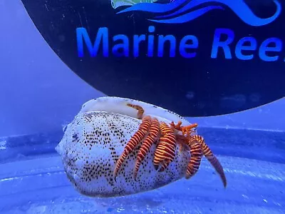 1 X Halloween Hermit Crab Marine CUC • £5.99