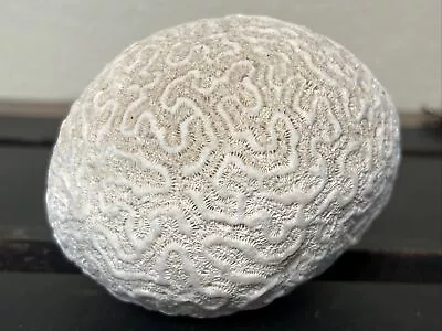 Natural Brain Coral Fossil Caribbean Sea Ocean Vintage Large 2 Lbs 4” Aquarium • $139