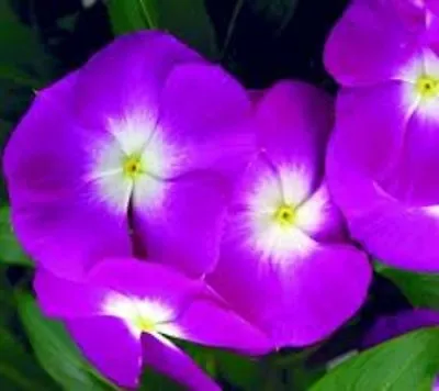 40+   Orchid Vinca Periwinkle Flower Seeds / Deer Resistant Long Lasting Annual • $4.49