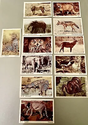 12 Dandy Gum Cards - 1969 - Wild Animals • £6