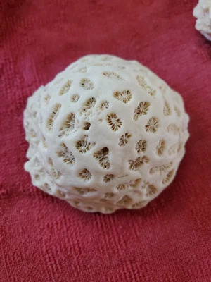 $4.99 • Buy Brain Coral 4 Lot Sea Salt Water Aquarium Beach Reef Dried Real Fossil