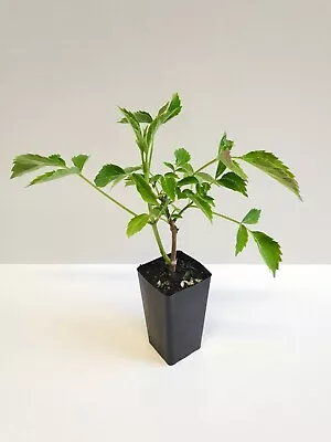 Elderberry Plant *Sambucus Nigra* • $7.49