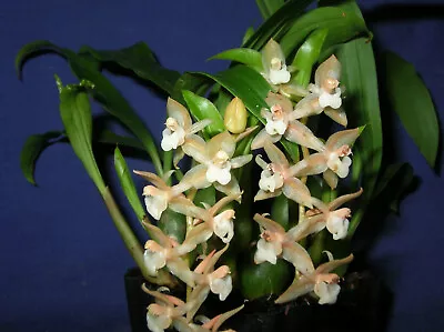 Orchid Plant Pholidota Chinensis • $18