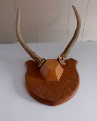 Mounted  10 Inch Large Animal Horns / Antlers Vintage Taxidermy Walnut Plaque • $25